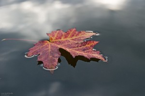 Jahreszeit__Herbst__Blatt__Baum__rot__farbig__Wasser__schwimmen